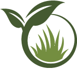 Arborvitae Tree Planting Pros