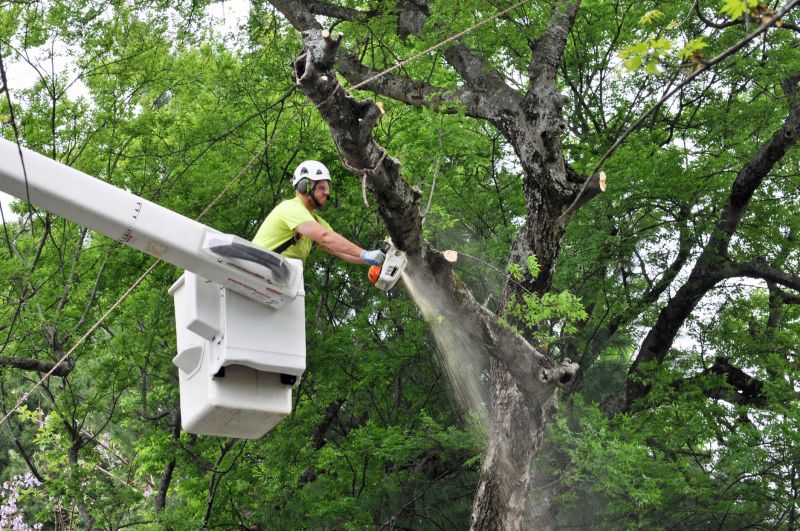 Arborist Spraying in Reno, NV