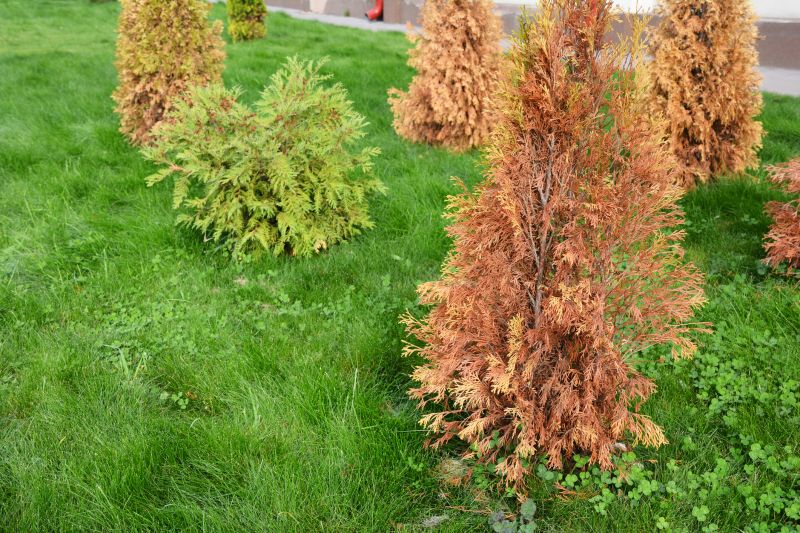 Arborvitae Tree Planting