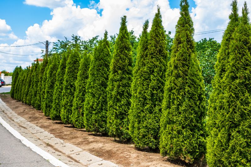 Arborvitae Tree Planting
