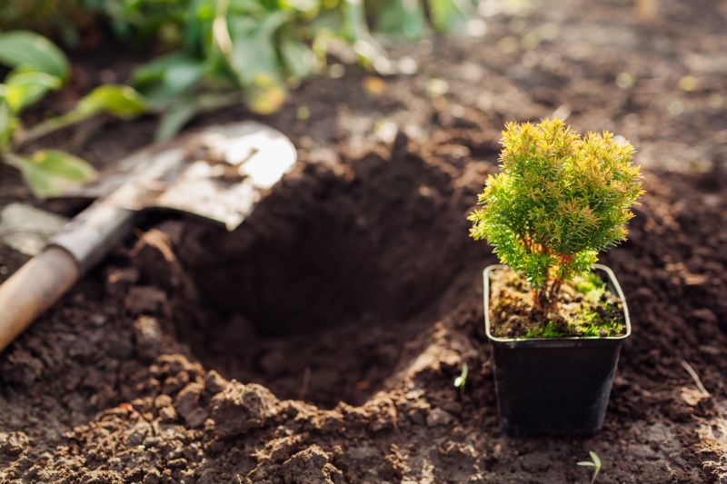 Arborvitae Tree Planting