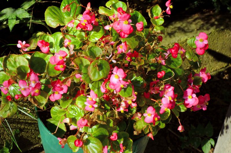 Boxwood Planting in Ventura County, CA