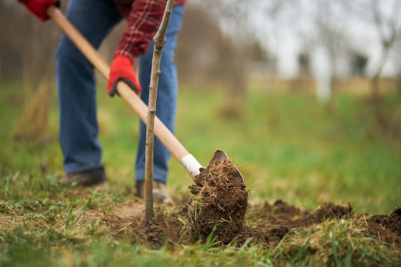 Cherry Tree Planting in Ventura County, CA