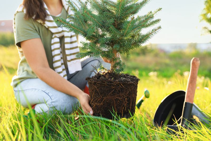Japanese Maple Planting in Honolulu, HI