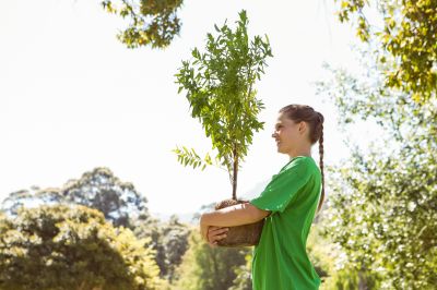 Japanese Maple Planting in Honolulu, HI
