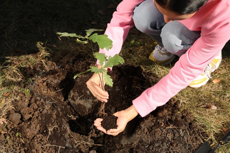 Japanese Maple Planting in Ventura County, CA