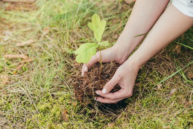 Maple Tree Planting in Honolulu, HI