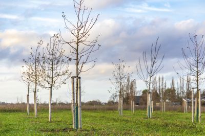 Oak Tree Planting in Ventura County, CA