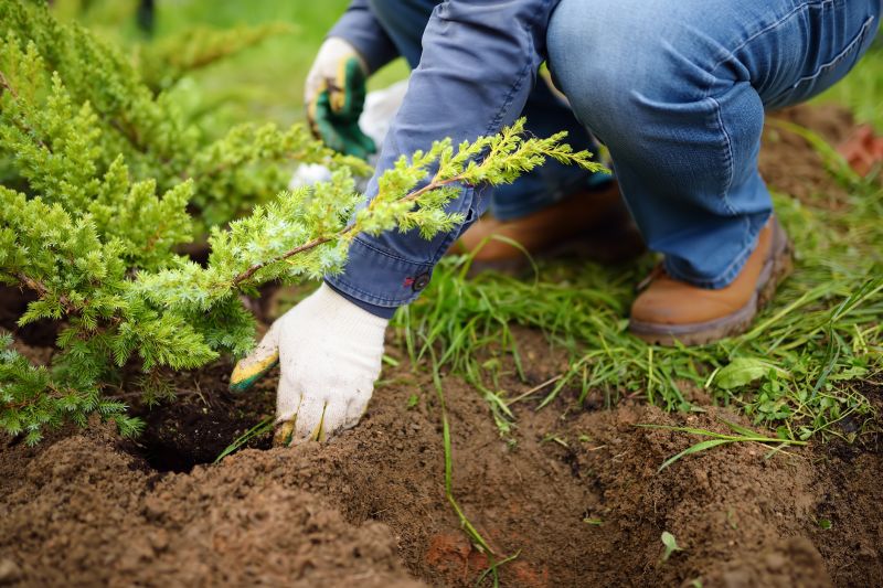 Oak Tree Planting in Ventura County, CA