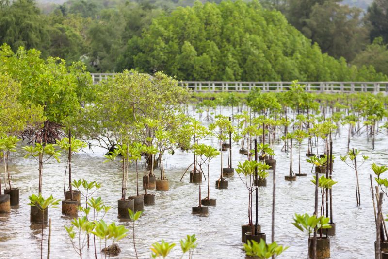 Pear Tree Planting in Ventura County, CA