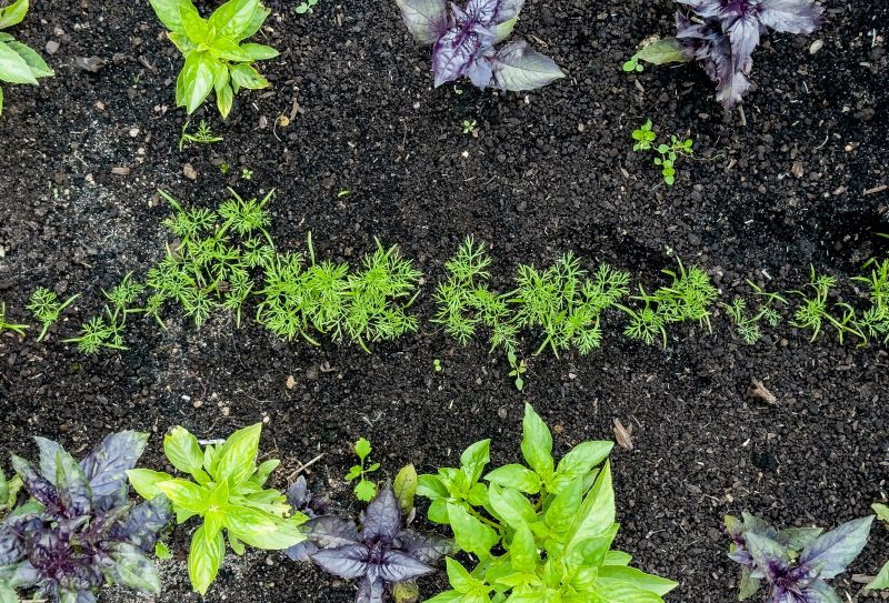 Perennials Planting in Honolulu, HI