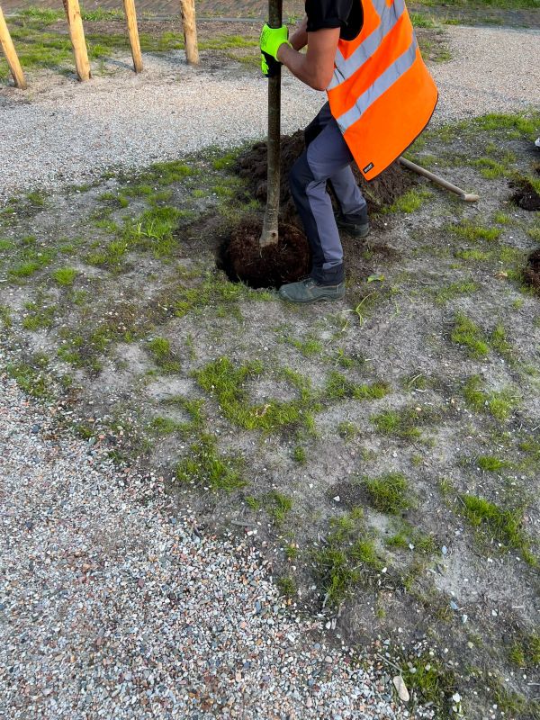 Pine Tree Planting in Honolulu, HI