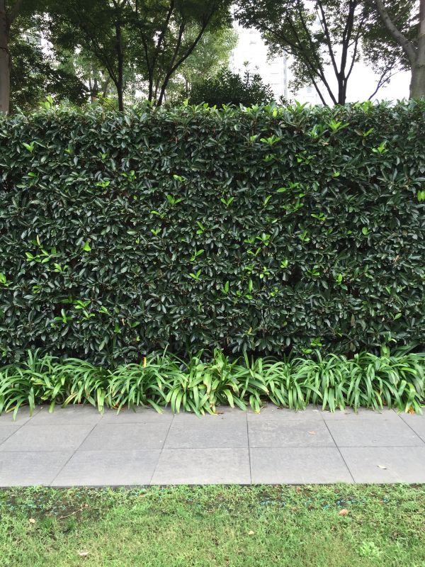 Privacy Hedge Planting in Honolulu, HI