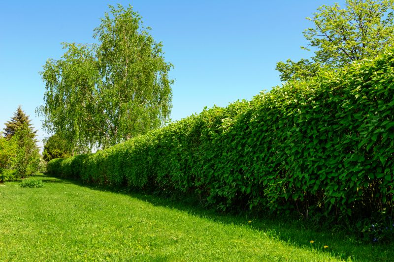 Privacy Hedge Planting in Honolulu, HI