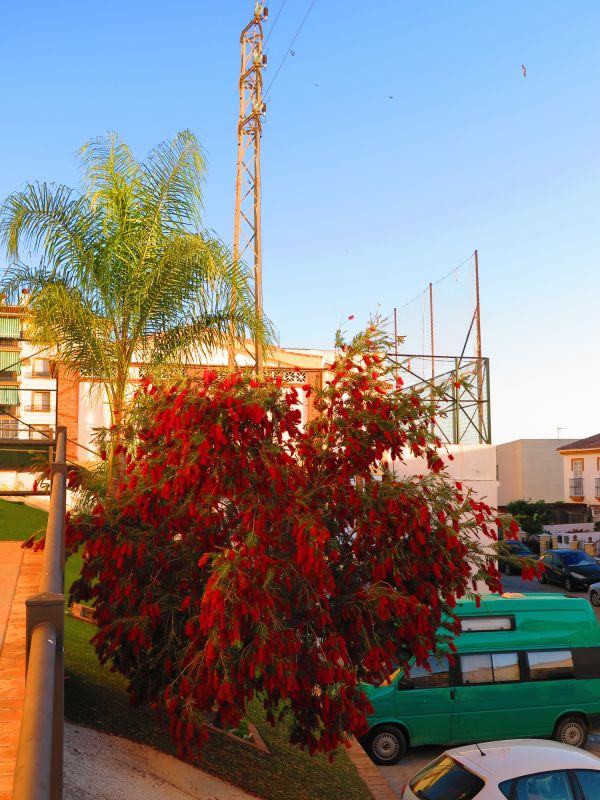 Privacy Shrub Installation in Honolulu, HI
