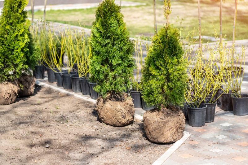 Shrub Installation in Honolulu, HI