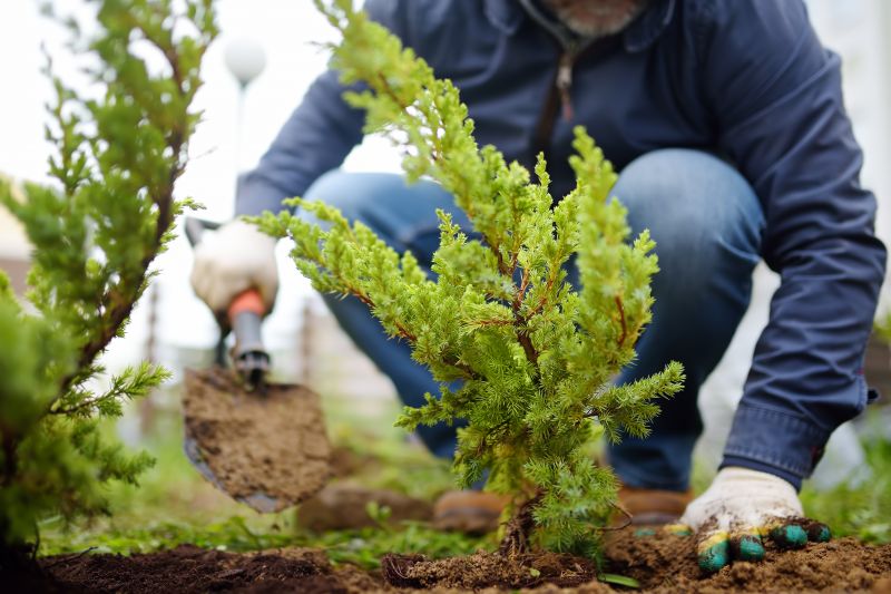 Shrub Installation in Honolulu, HI