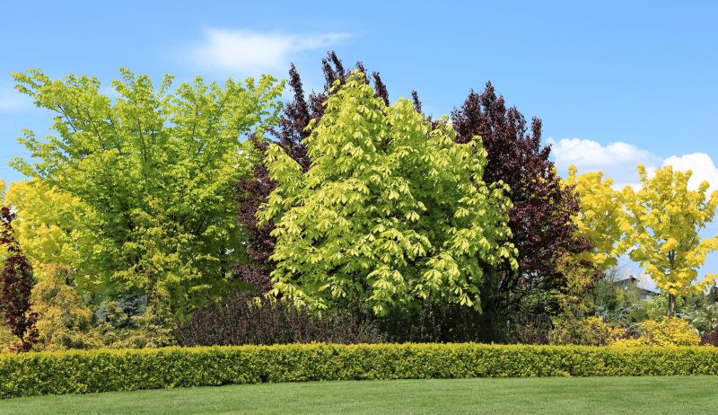Shrub Landscaping in Ventura County, CA