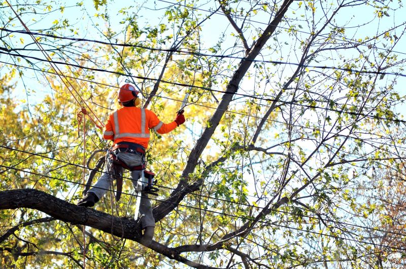 Tree Cabling Service in Reno, NV