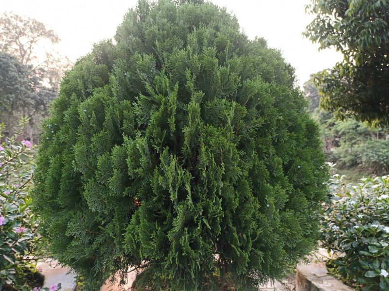 Arborvitae Tree Planting