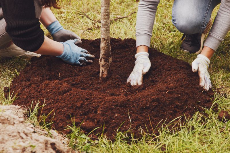 Palm Tree Planting in Honolulu, HI